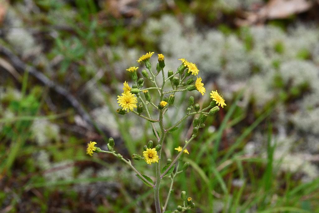 2025-08049941 Broad Meadow Brook, MA.JPG - Canada Hawkweed. Broad Meadow Brook Wildlife Sanctuary, MA, 8-4-2025